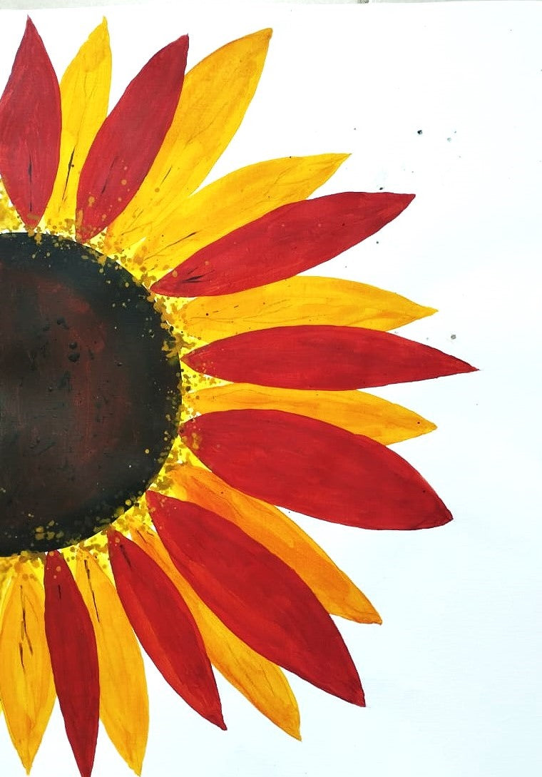 Close-up of a sunflower with red and yellow petals on a white background